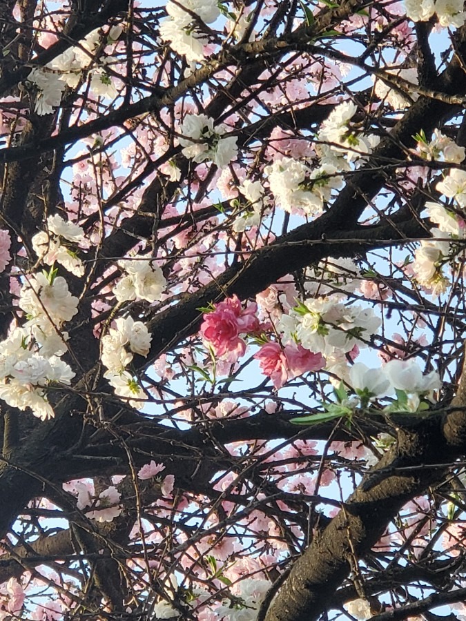 この🌸何て言う桜⁉️