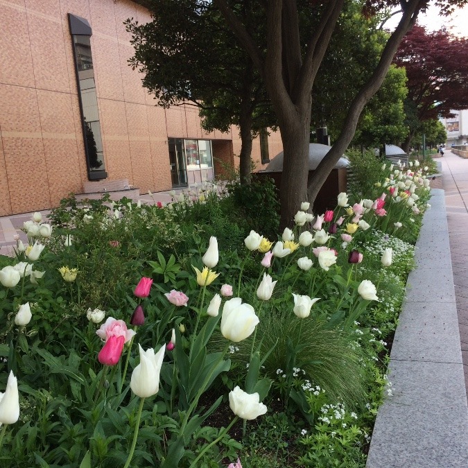 チューリップ&季節の花々