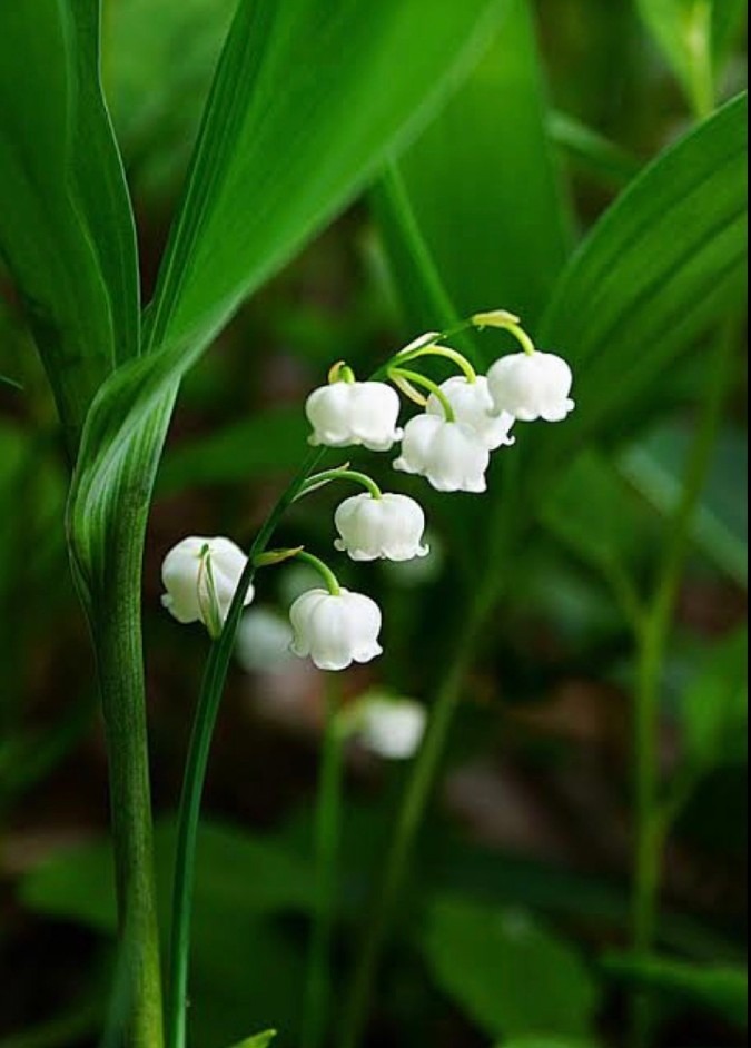 Lilly of the Valley