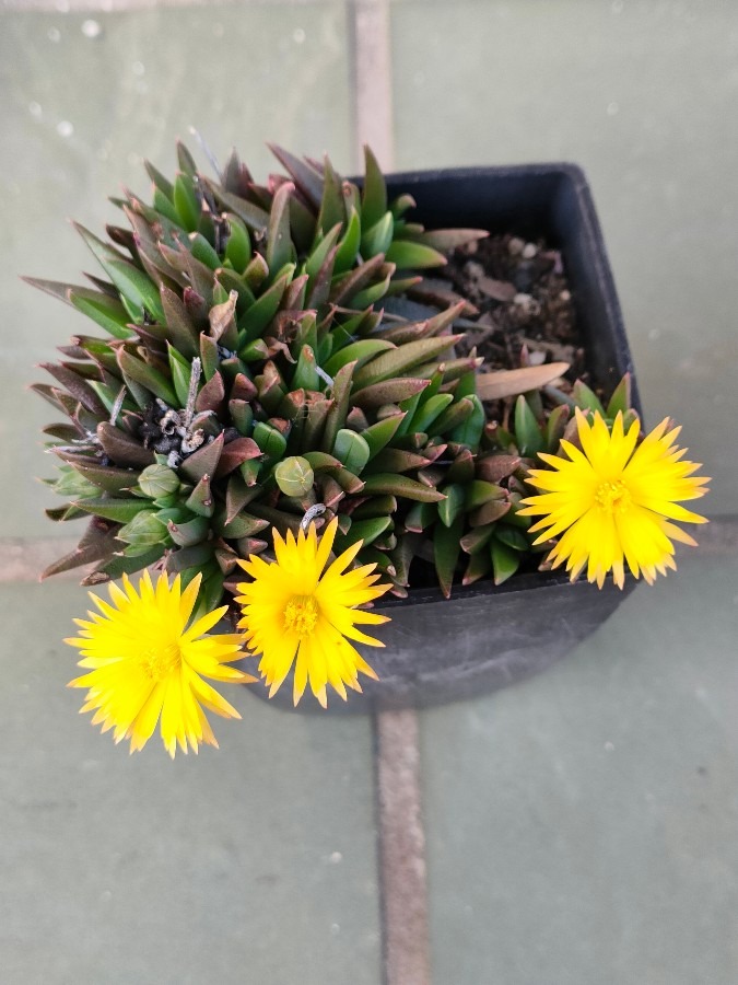 ３時のおやつに花開く✨🍀多肉植物