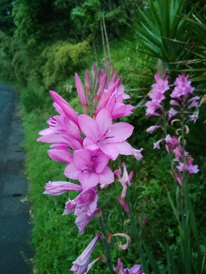 ピンクの花