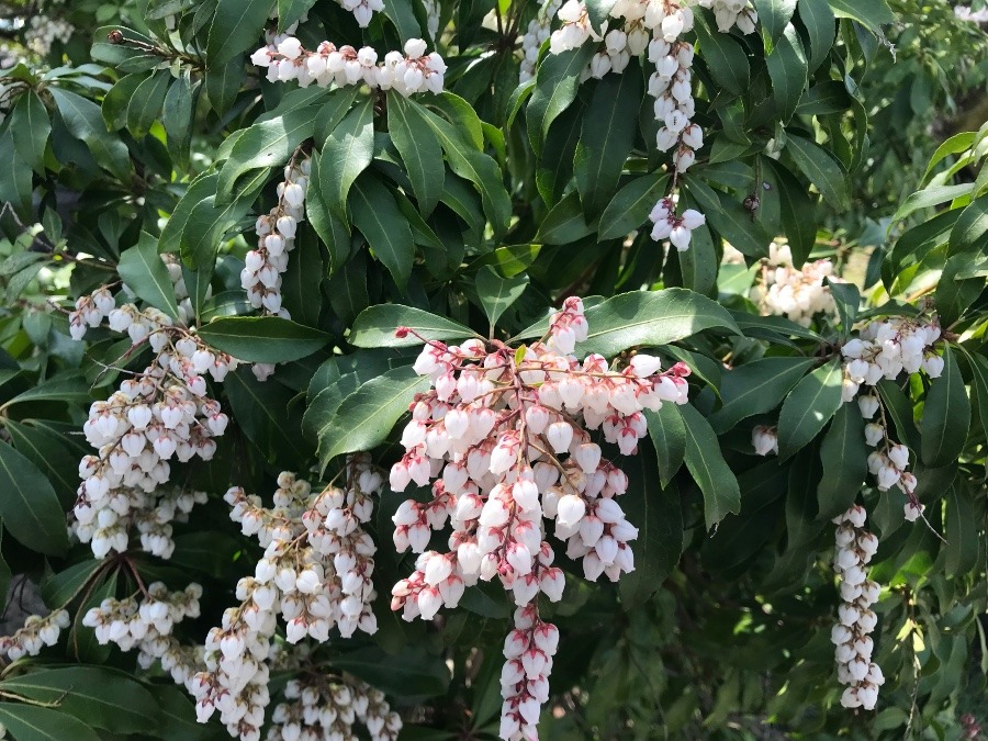 今日見つけたかわいいお花🌸