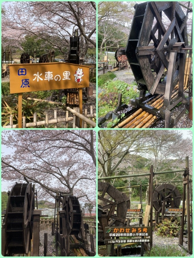 水車と桜で癒される😊😊