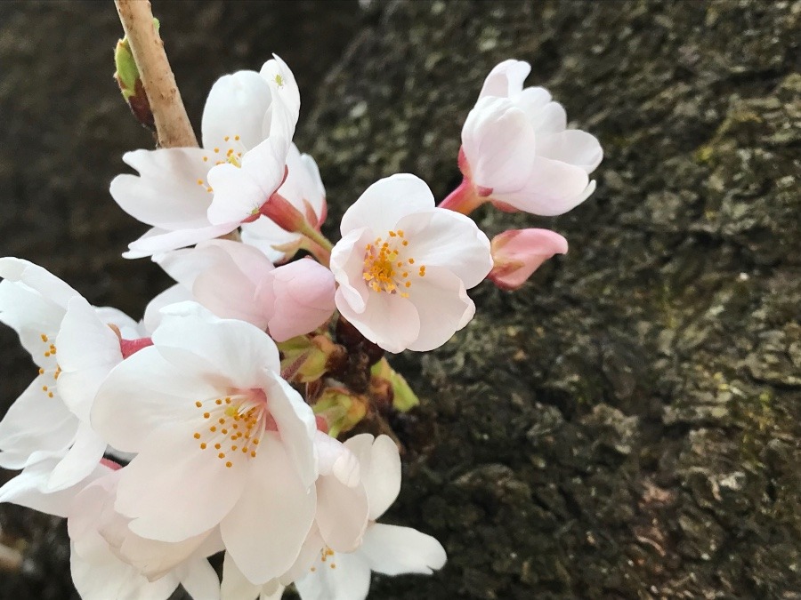 木の幹にしっかり咲いた桜🌸