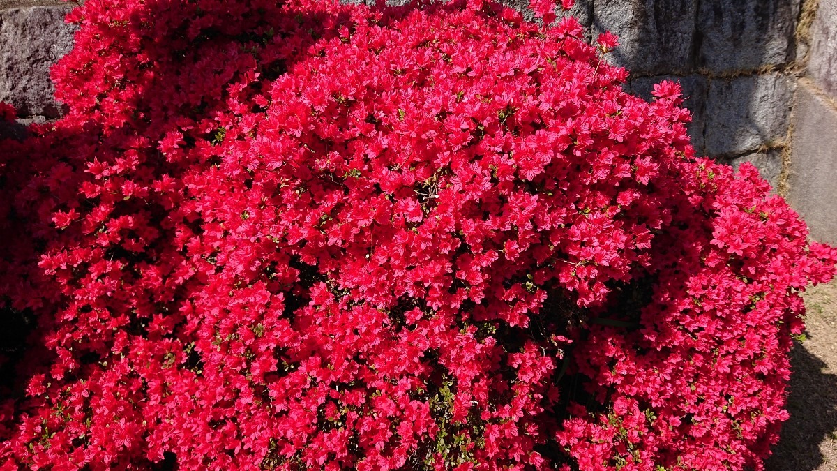 屋島神社のツツジです。