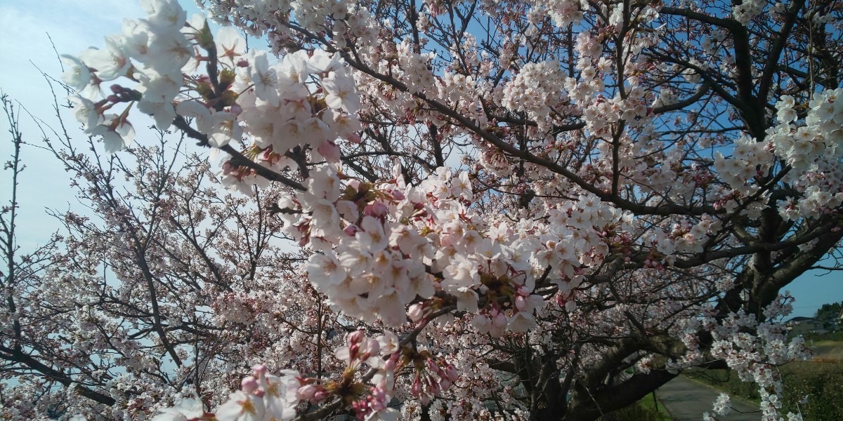 ようやく千本桜が一部満開