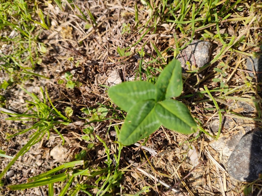 よつ葉のクローバー🍀