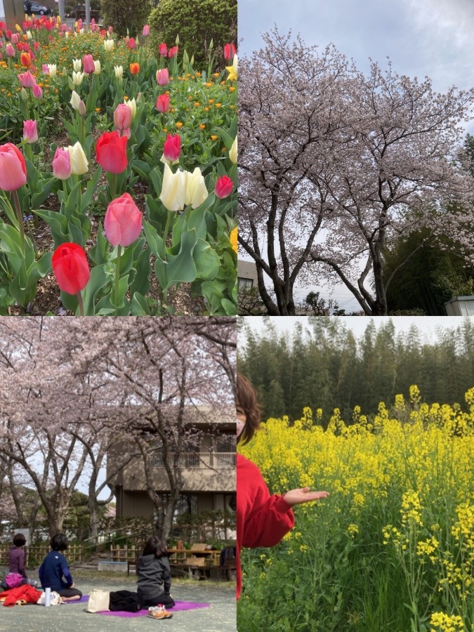 桜と菜の花に囲まれた中でのヨガ🧘‍♀️🧘‍♂️