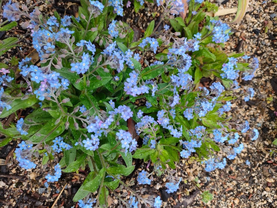 忘れな草💙色別花言葉💓