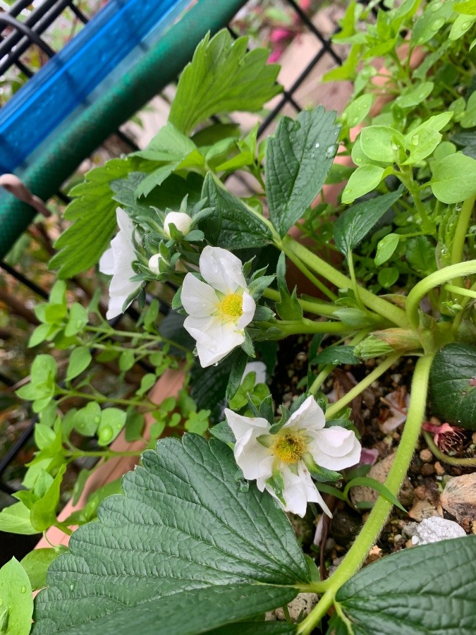 パインベリーの花