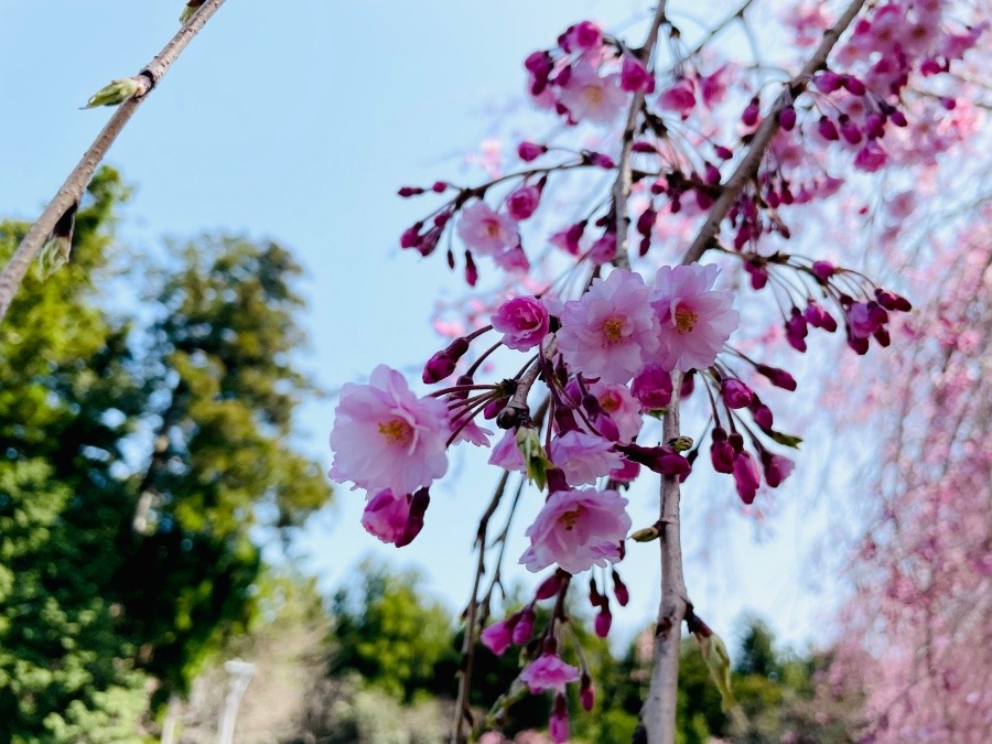 枝垂れ桜