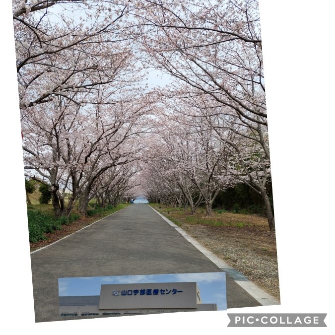 桜並木のトンネル🌸