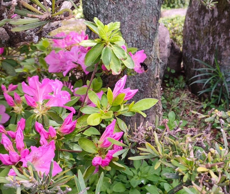 花とクマバチ🪰