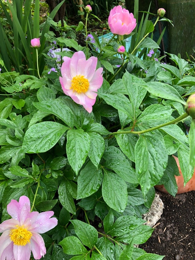 シャクヤクの花