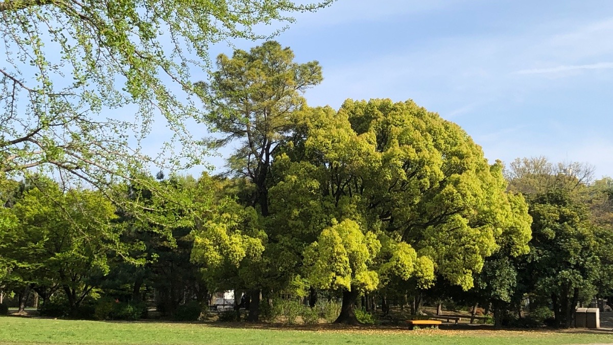 大好きな公園