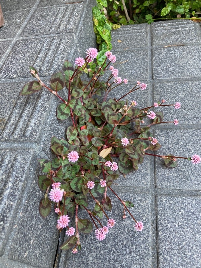 我が家のお花