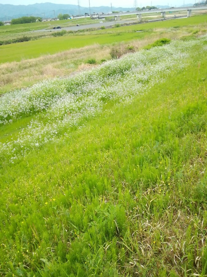 土手の花