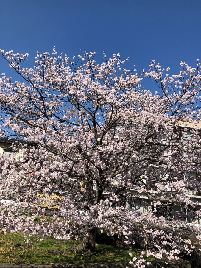 散り始めの桜🌸