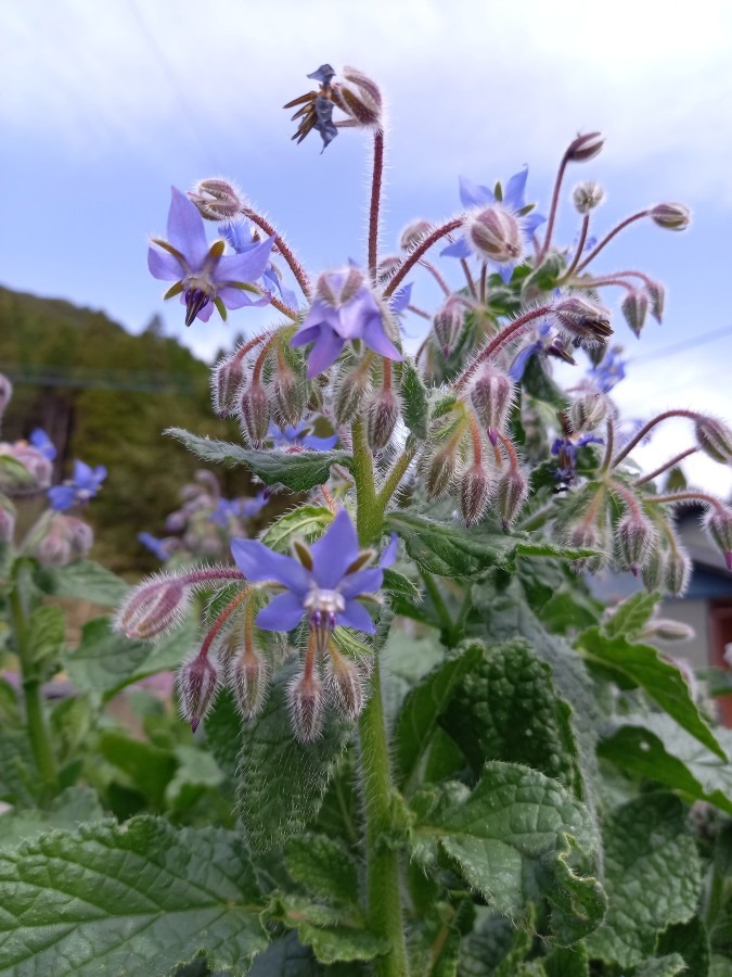 ボリジ　という　花