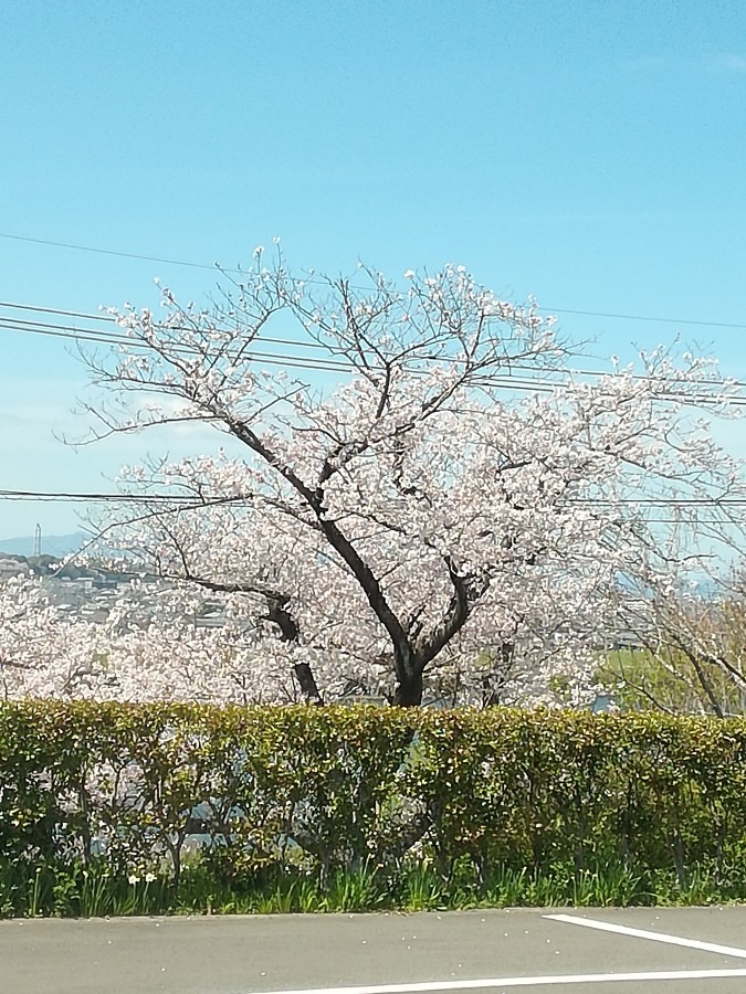 何分咲かな