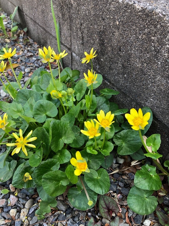 路地に咲く花