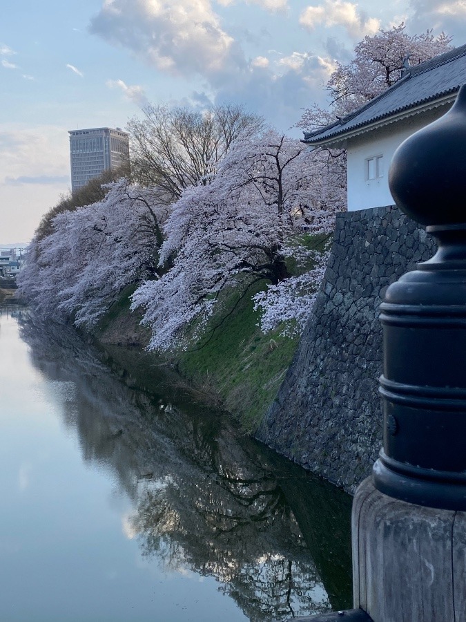 山形　霞城公園の桜