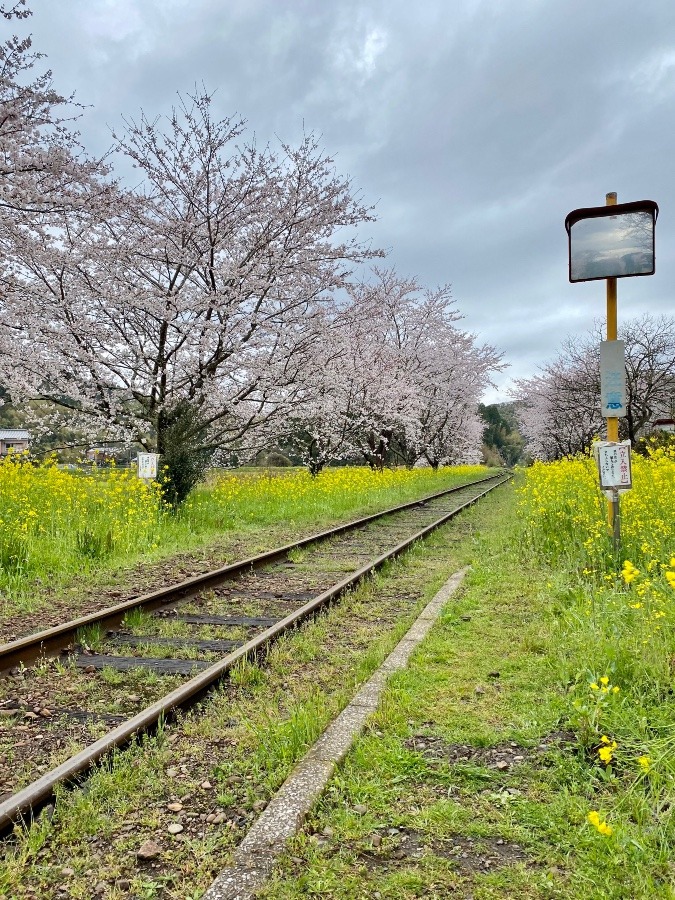 いすみ鉄道　菜の花と桜の共演