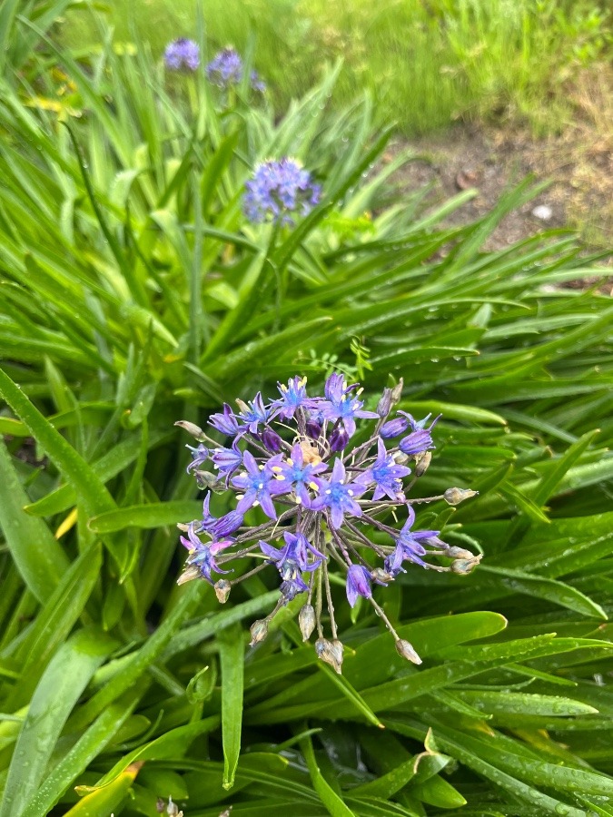 今朝の花