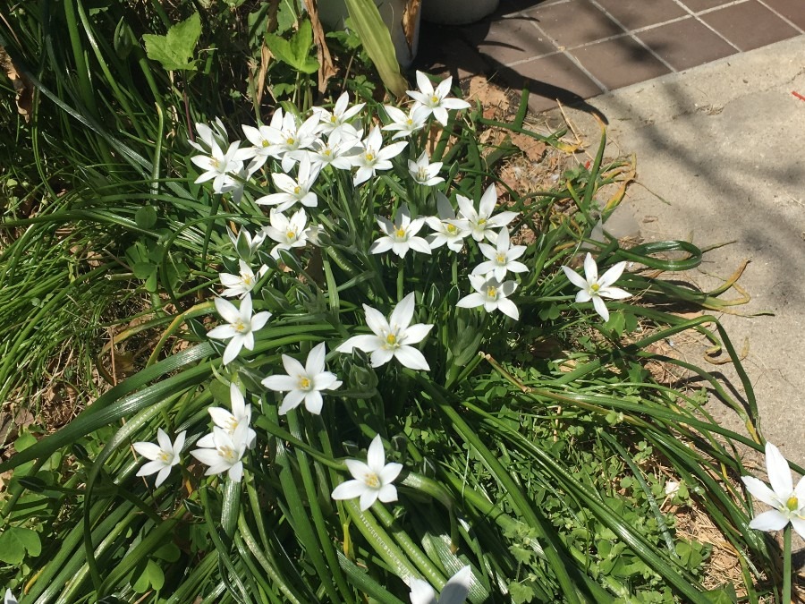 晴れた日に、花が開くオーソニガラムの仲間。