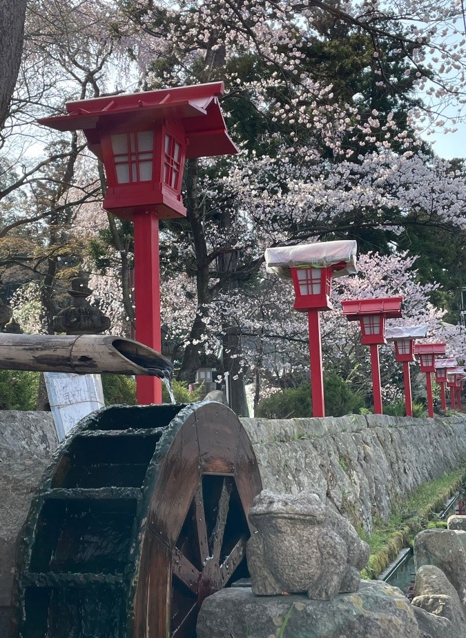 水車と桜🌸