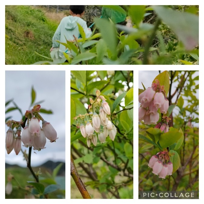 ブルーベリーの花と虫博士😉