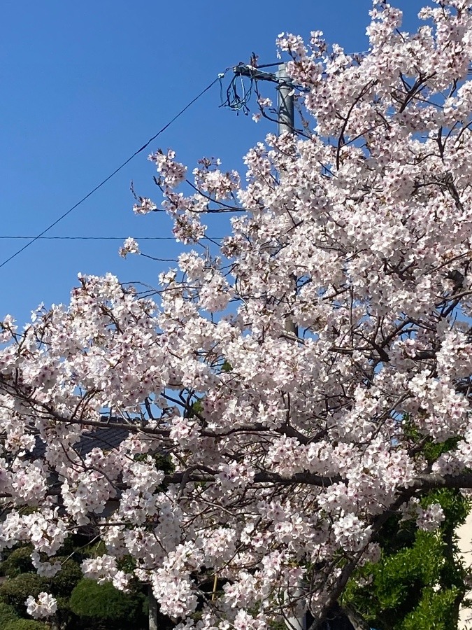 自宅前の桜✨✨