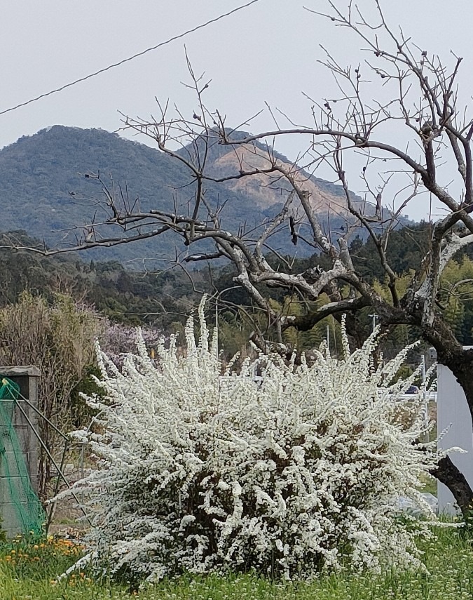 自由すぎるユキヤナギ☘️