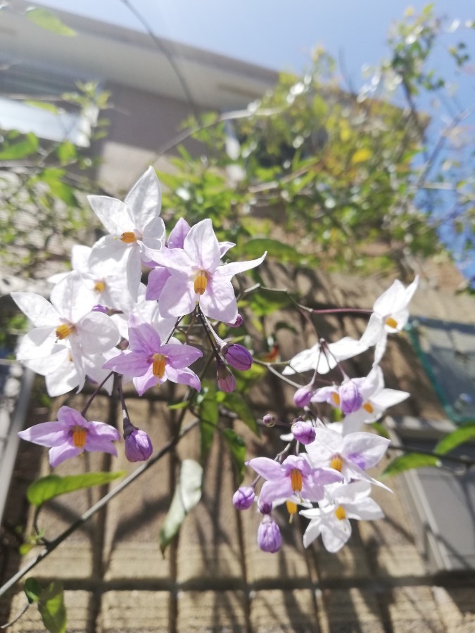 綺麗な花です💮🌿