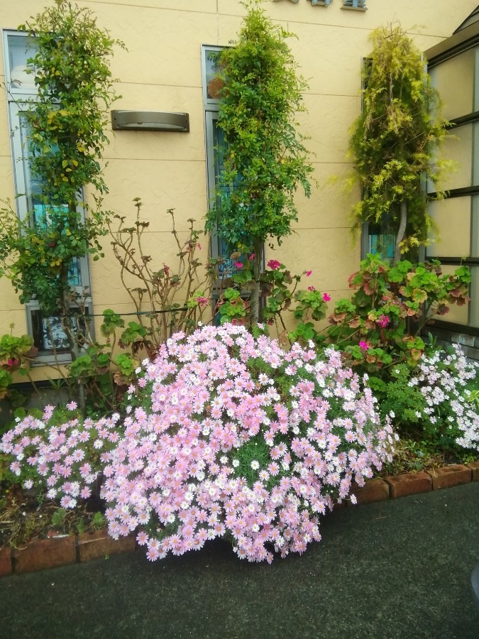 ピンクの花