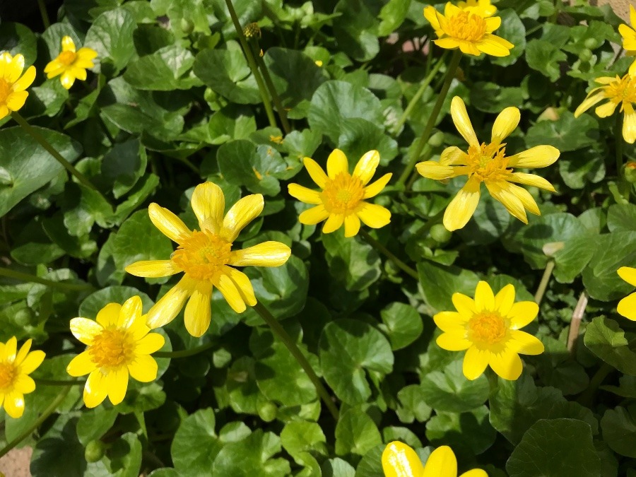 富山にもようやく春が☘️