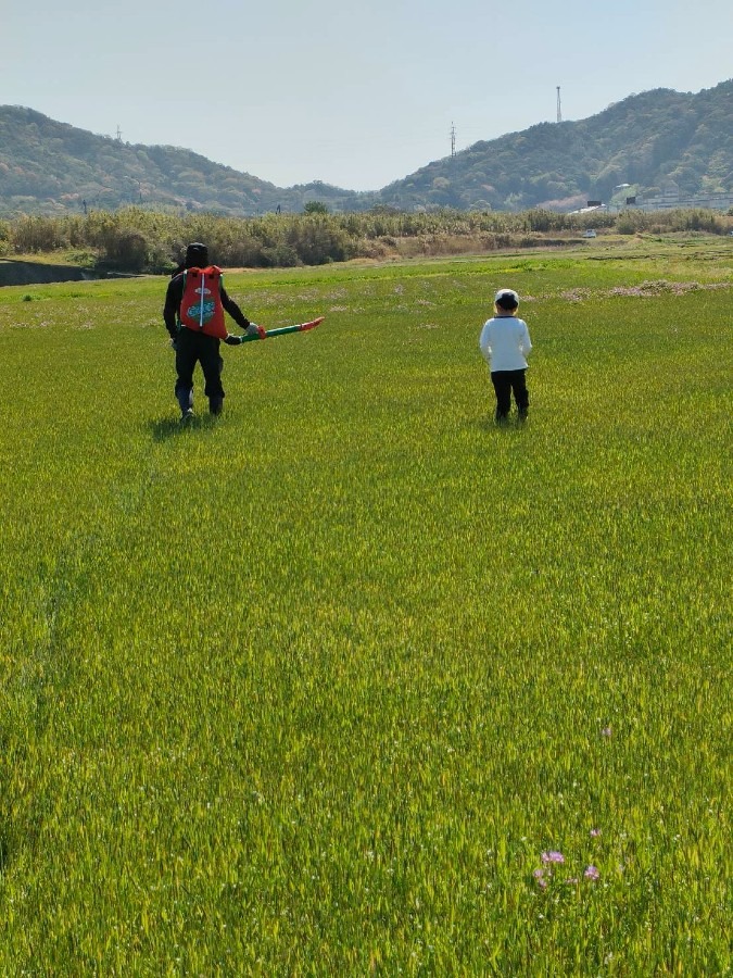 米づくり