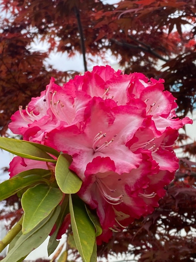 今朝の花