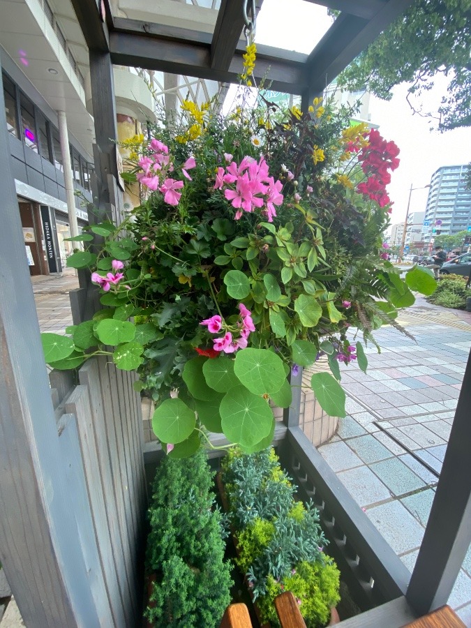 街歩き🌼花倶楽部活動🌼