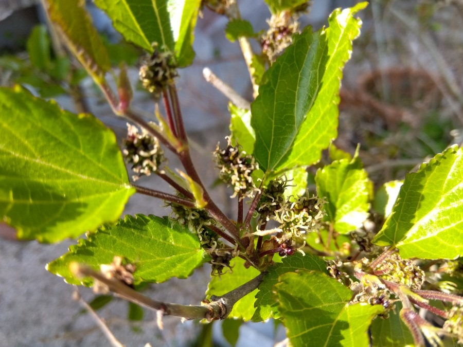 ベリーの花が咲いた　その３