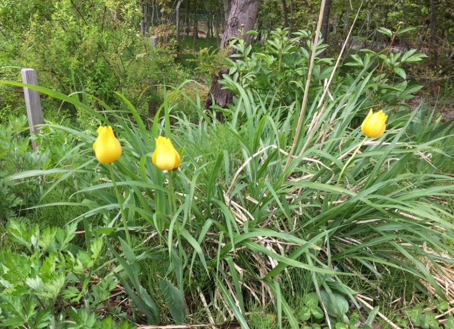 森のようちえんのチューリップ🌷🟡