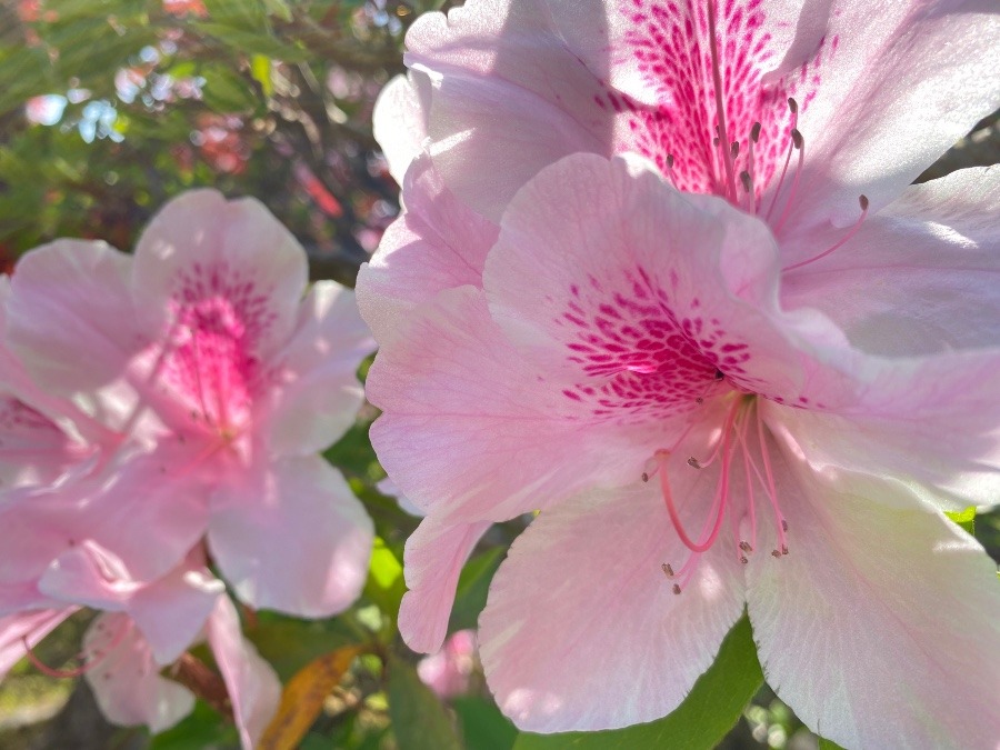 花倶楽部　つつじ