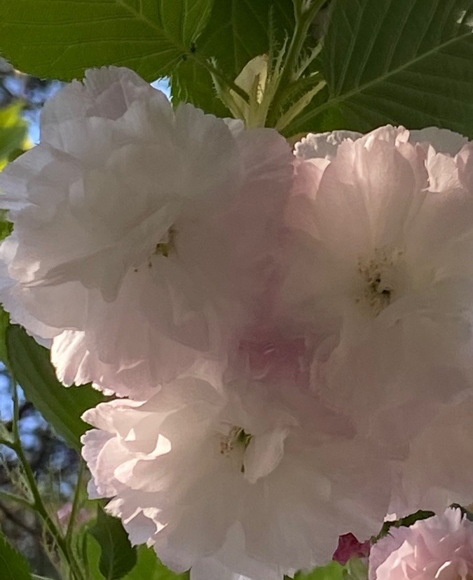 英国式庭園で見た八重桜（4月9日）