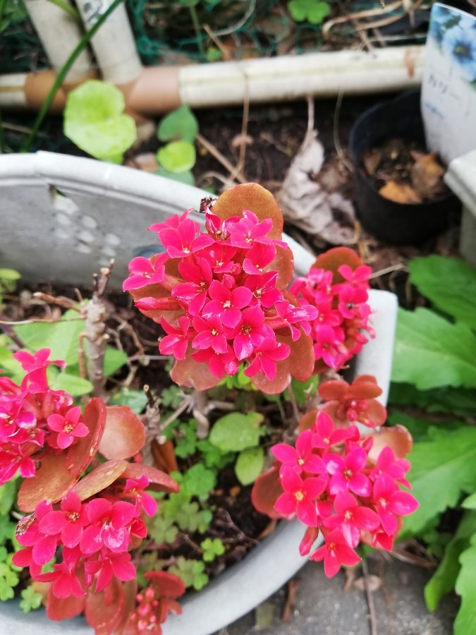 満開の花🌼!