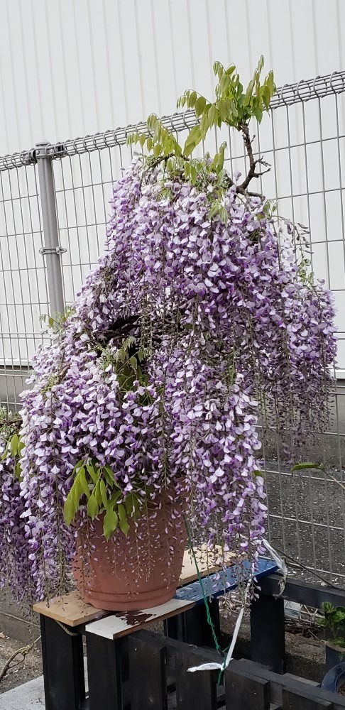 重そうな藤の花💚