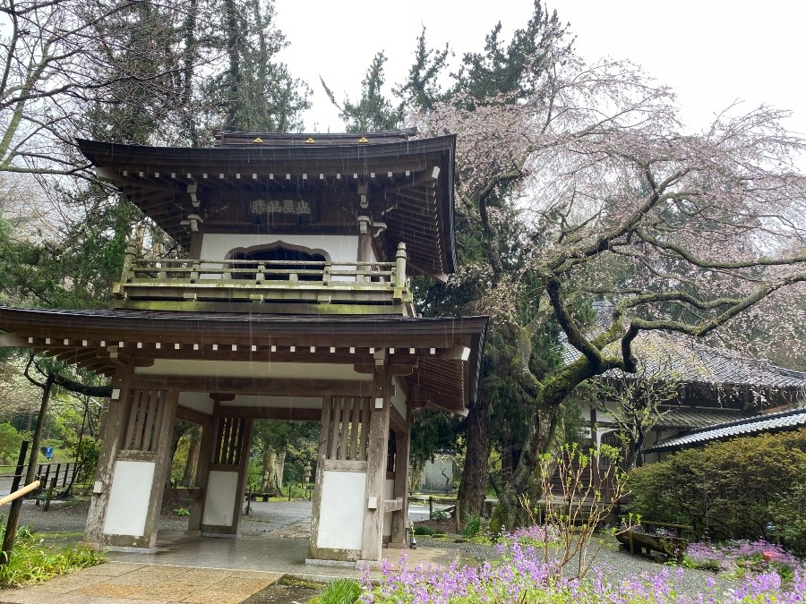 鎌倉　浄智寺　桜