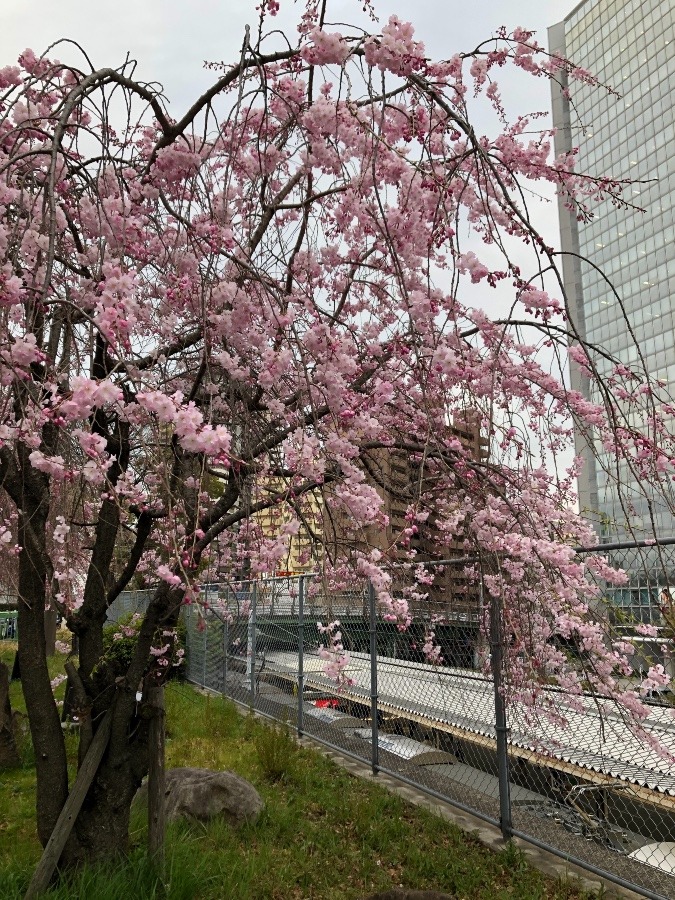 千種駅側の枝垂桜