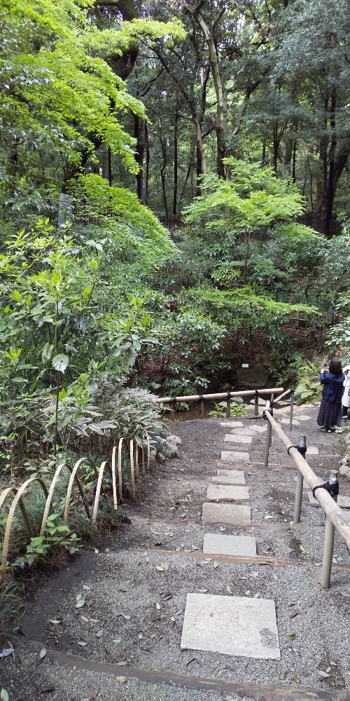 明治神宮行ってきました。