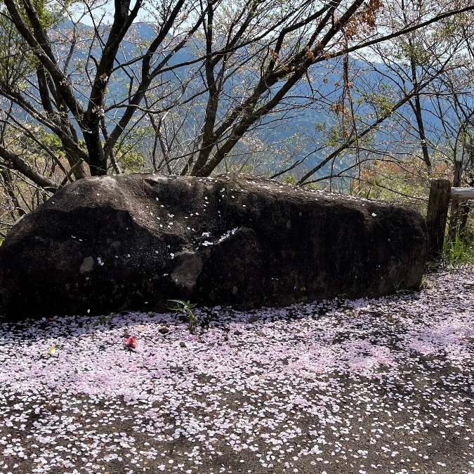 花びらのじゅうたん🌸