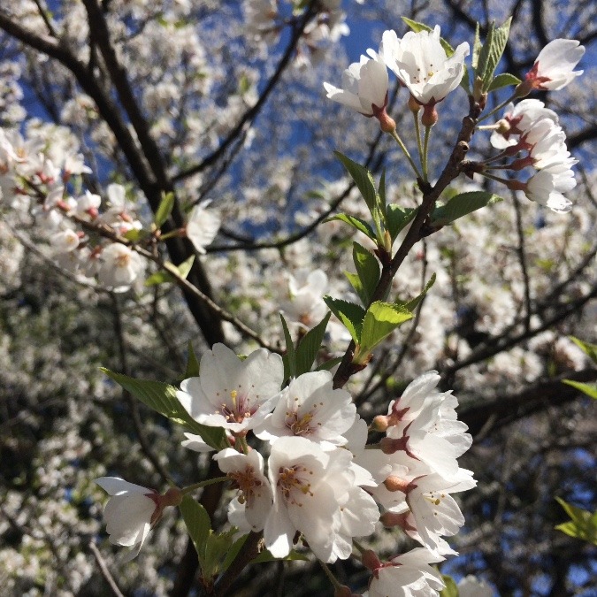 葉桜